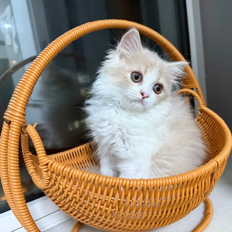 Panier pour Chat en Rotin Design Lit Confortable et Moderne pour Chat